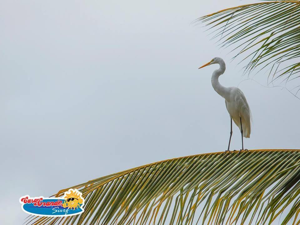 Casa Grande Surf Hotel Guachaca Екстериор снимка